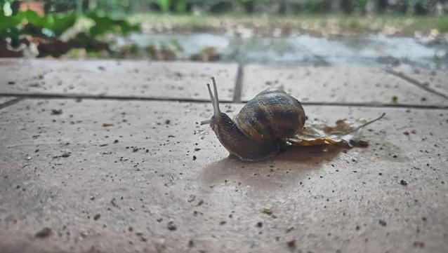 Vivere con lentezza.

The image shows a snail on a tiled surface. The background appears to be a garden or outdoor area with some greenery and leaves.