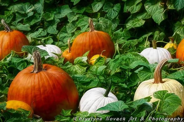 A pumpkin patch with an assortment of colorful pumpkins of various sizes and varieties laying among the leaves and vines.