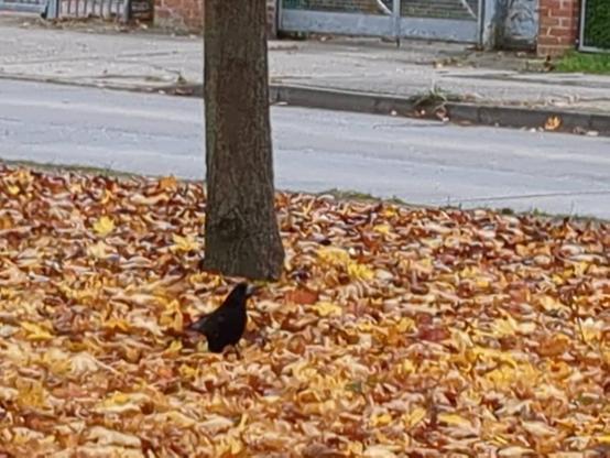 Foto eines Wiese mit einem Baum. Die wiese ist mit herbstlaub bedeckt. am boden sitzt eine schwarze krähe mit silbrigem schnabel.