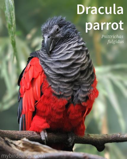 🌏 Dracula parrot (Psittrichas fulgidus)

The Dracula parrot, also known as Pesquet's parrot or Vulturine parrot, is large, striking bird with a unique appearance. They have a mostly black plumage with a distinctive red belly, uppertail coverts, and wing panels. Their most notable feature is their bare, black face and the relatively long, hooked bill, giving them a somewhat vulture-like profile. This adaptation is believed to be related to their diet of fruits, particularly figs. In flight, they alternate between rapid flapping and short glides, often soaring high above the forest canopy.

Conservation status: Vulnerable (IUCN 3.1)

Distribution: Endemic to the hill and montane rainforests of New Guinea.

Class: Aves (Birds)
Order: Psittaciformes (Parrots)
Family: Psittaculidae (Old World parrots)
Subfamily: Psittrichasinae (Dracula parrot)
Genus: Psittrichas
Species: P. fulgidus

CC: EUSW

📷: Photo by PetrCZ via Pixabay