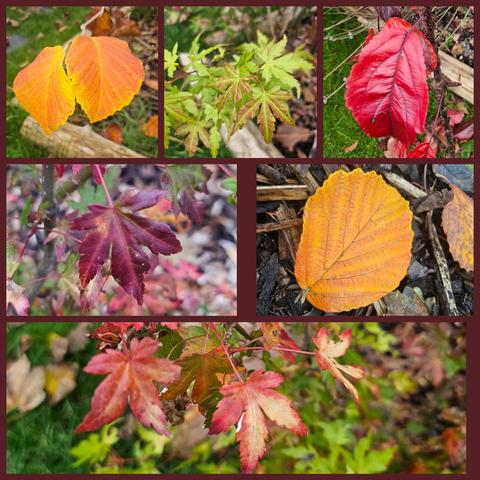 A photo collage of different leaves in their autumn colours from scarlet red (crab apple), golden orange (witch-hazel), and acid green through to burgundy (acer/maple)