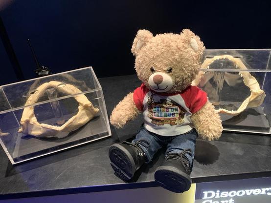 A teddy bear in a “Bring on the Hugs” shirt and jeans sits on a table with two big fossils shaped like open mouths in glass cases on either side of him.