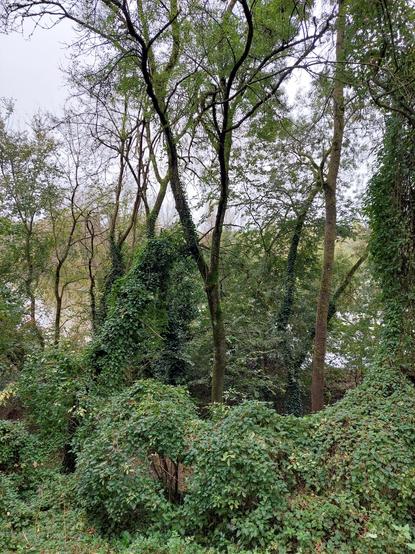 Paysage de Loire: arbres encore  verts, lierre, fleuve en arrière plan, et ciel laiteux du dernier jour d' octobre 2024
