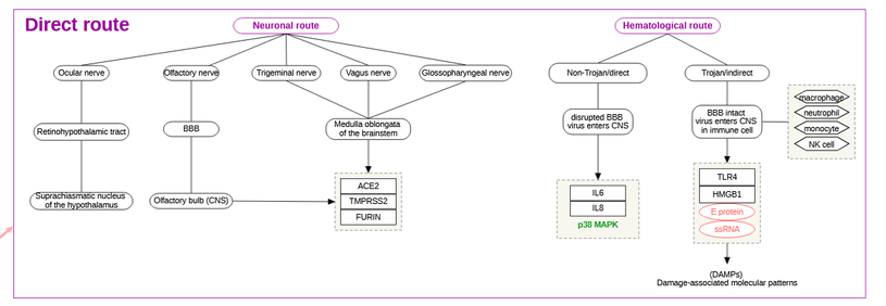 Biological pathway diagram of direct routes of neuroinflammation from COVID via neuronal route and a hematological route.