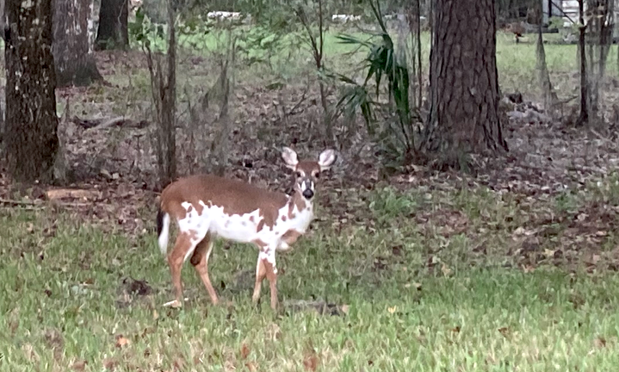 white-tailed deer with white blotches on sides and face