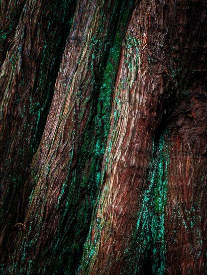 A close up photo of a tree with green lichen.