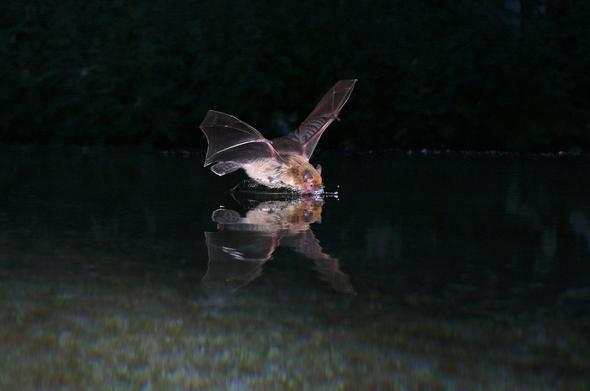 photo of a small bat touching water surface in flight