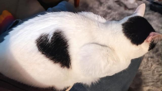 Mama Cat, a mostly white cat with black markings, sitting in my lap. Her black fur makes a big heart pattern on her side.