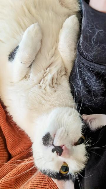 Mama Cat, a mostly white cat with black markings, lying on an orange blanket next to me, staring up with a derpy expression.