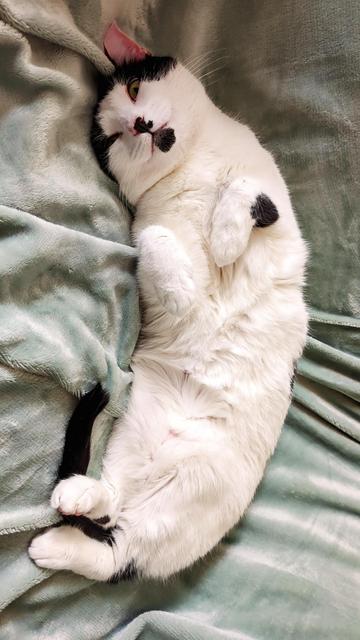 Mama Cat, a mostly white cat with black markings, lying on a seafoam-green blanket, paws tucked up in a little otter pose, looking derpy as usual.