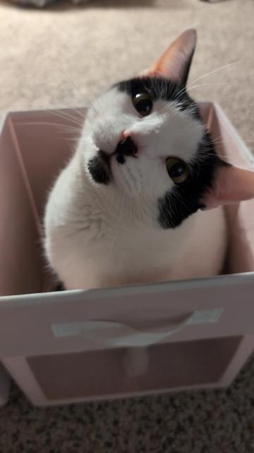 Mama Cat, a mostly white cat with black markings, smiling up from inside a pink storage box with a clear window in the side.