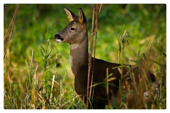 A female roe deer looking out as the sun falls on it's head and neck