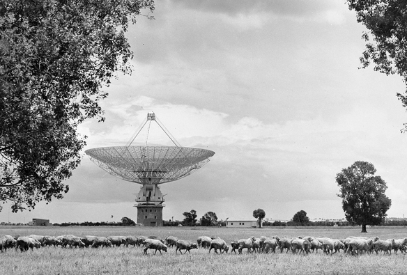 The Parkes radio telescope, in the distance. Old black and white photo with sheep grazing in the foreground.