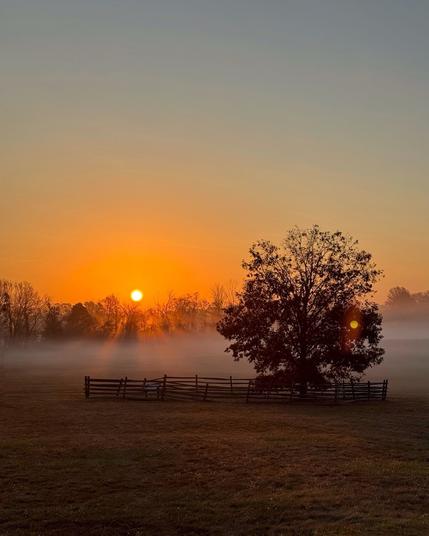 A fenced in tree stands alone on a foggy field during sunrise.