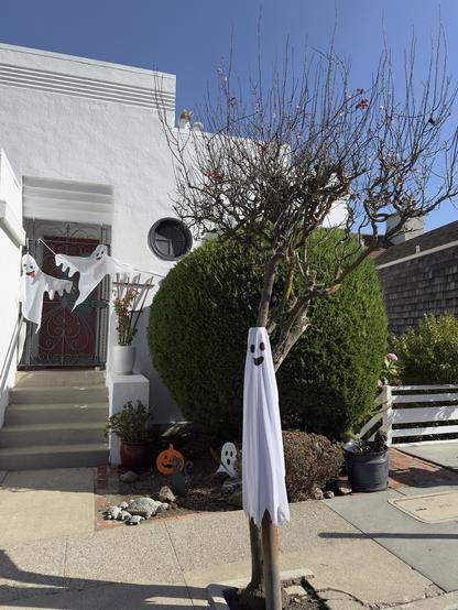 White single story house with Halloween decorations. White sheet ghostie draped over a pipe that sticks up from the sidewalk next to a plum tree. The sheet has a happy face eyes and smile in black. He looks like a happy valet parking ghost. He has two flat, goofy ghostie friends draped across the front door gate. Their tongues are out as if they are making fun of their friendly chum at the curb. A simple pumpkin, black cat and ghost are on the ground in the patch of front garden. The garden is dominated by an acacia bush trimmed into a rough globe.