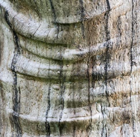 Close up of a tree trunk with wrinkles and streaks makes for an abstractish image.
