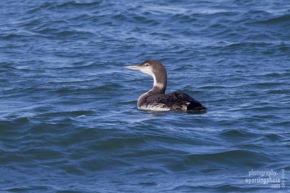 A serene, thick-necked waterbird with a robust, pointed beak sits on the surface of a deep blue-green sea and contemplates the distance with its dark red eyes, the only color to offset its monochrome feathers.