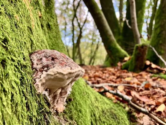 A brown and white fungus stuck to a moss-covered tree.