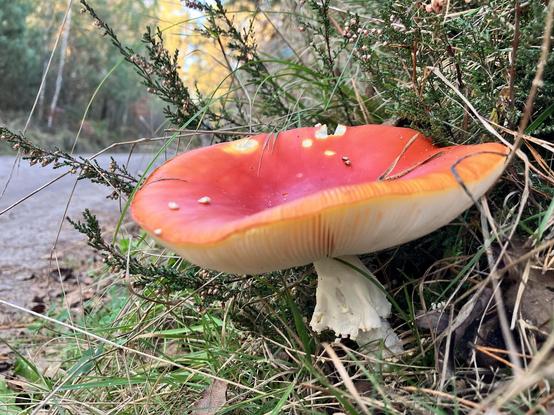 A large red and white fungus in the heather beside a dirt road.