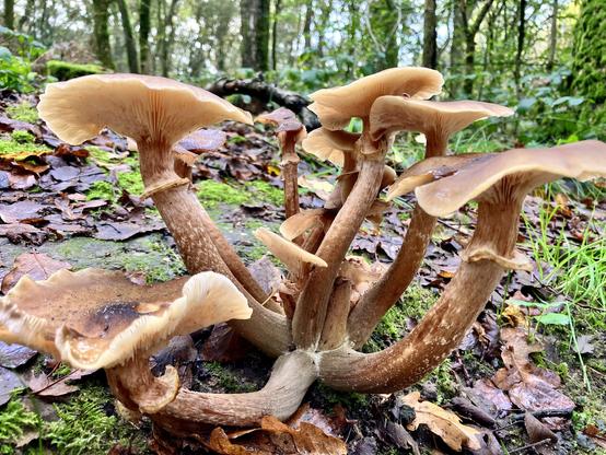 A large family of brownish fungi sharing the same basic stem.
