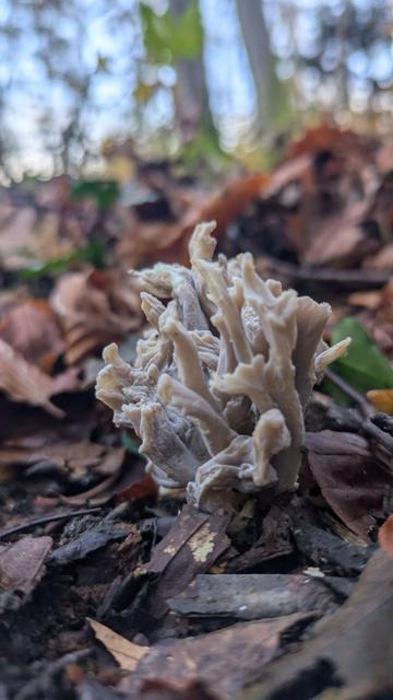 Ein Pilz
