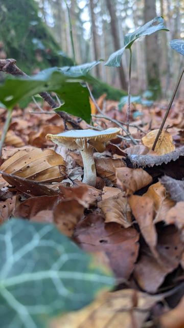 Ein Pilz