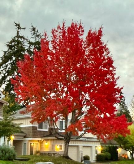 A large maple tree covered in vibrant red leaves in front of a suburban home. The sky above is cloudy.