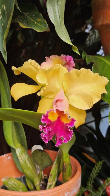 A flower with bright yellow petals and sepals from which a bright magenta-colored funnel arises ending in frilly edges. Also seen is a clay pot and long slender vertical green leaves.