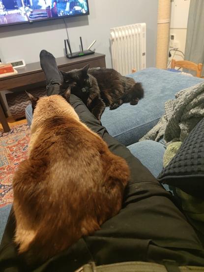 Two cats, one over a pair of legs and another laying his head on the legs. One cat is black, the other siamese