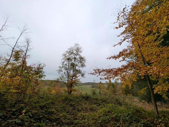 Autumn colours in West Berkshire, England. November 2024.