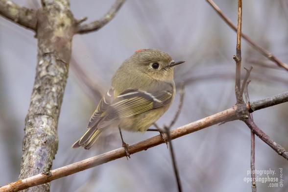 A feathered pinball pauses briefly on a thin bare branch. Greenish, with finely yellow-striped wings, its head appears the same size as its body, making it ridiculously cute. A tiny spot of the red crown is visible on the top of its head.