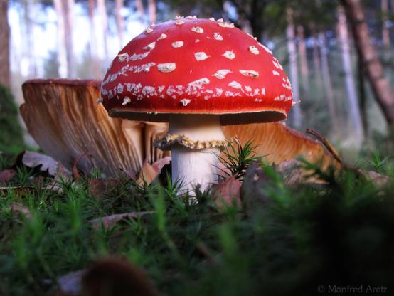 A low-angle shot of a red fly agaric.