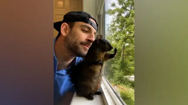 Mark Longo and his beloved squirrel, PNut, in front of a window, with the squirrel looking outside.