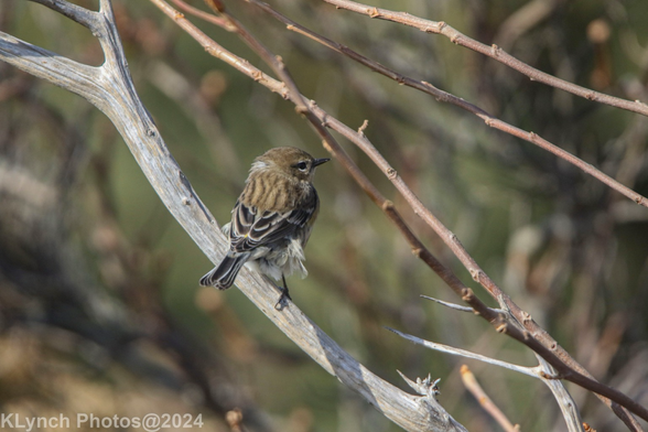 Why are they called yellow-rumped?