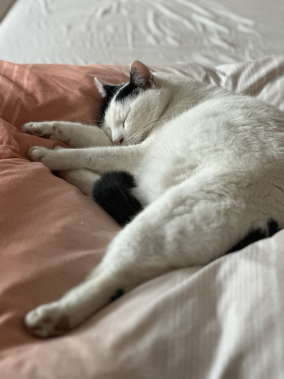 Kater schläft im Bett