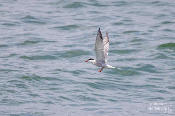 A gracile seabird hovers, wings high and feet dropped, over gentle waves. Its feet and beak are a ruddy orange, its, beak wings and cap all tipped in black.