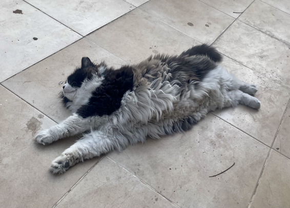 A long haired tuxie stretched into a bow showing off maximum floof
