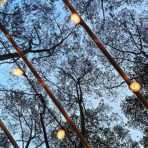 A view looking upwards.  Far distance is a cloudless, pale, light blue sky.  Against the sky are trees extending upwards in silhouette, plenty of leaves but you can tell that they are in the midst of dying and falling.  In the foreground are two metal (copper-ish?) rods extending across the picture, each with two decorative, Edison-style incandescent bulbs fully lit.