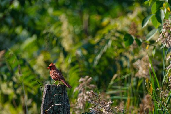 Northern Cardinal (Cardinalis cardinalis)