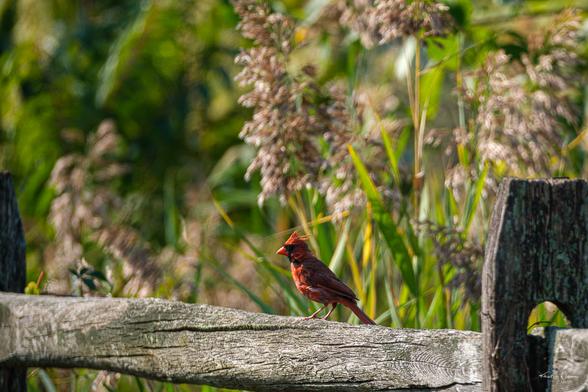 Northern Cardinal (Cardinalis cardinalis)