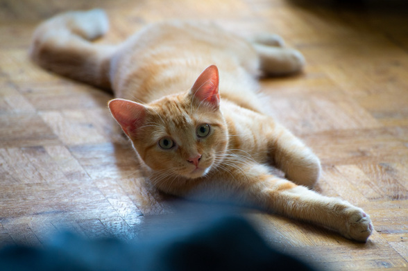 A ginger cat lounges on a wooden floor but musters the energy to look at the camera.