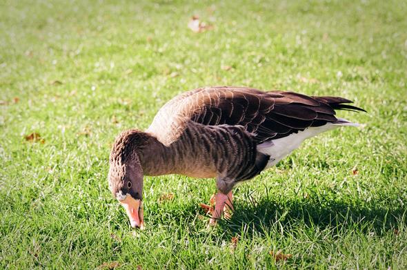 Une oie fouillant à manger dans l’herbe