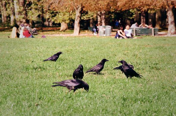 Six corbeaux sur l’herbe, au milieu d’un parc. Des gens sont visibles au loin, assis sur des bancs.