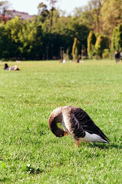 Une oie qui fait sa toilette sur l’herbe d’un parc. En arrière-plan, on peut voir des gens allongés sur l’herbe, des arbres et, encore derrière, des immeubles.