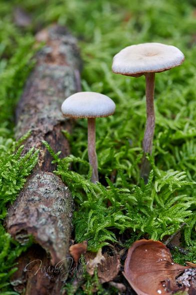 Close-up of two small white mushrooms growing on a tree stump completely covered with moss. The mushroom on the right is slightly larger than the one on the left. Along the left edge of the photo, a piece of rotten wood lies in the moss. At the bottom of the photo we can also see a piece of a beechnut.