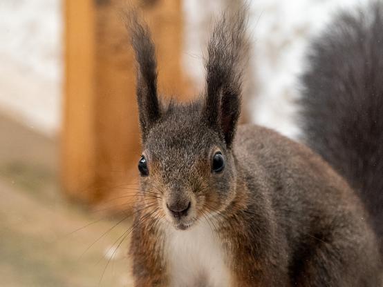 Eichhörnchen bei hoher Luftfeuchtigkeit. Ohrpinsel wird zur Dauerwelle