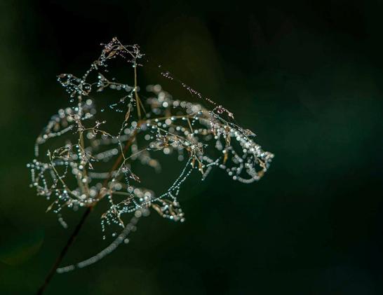 zartes Gras im Morgentau