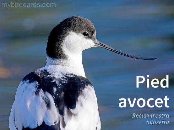 🌍🌏 Pied avocet (Recurvirostra avosetta) 

The Pied avocet is a striking black and white wader with a long, upturned bill and long, bluish legs. They breed in temperate Europe and across the Palearctic to Central Asia then on to the Russian Far East. It is a migratory species and most winter in Africa or southern Asia. Some remain to winter in the mildest parts of their range, for example in Spain and southern England. 

Conservation status: Least Concern (IUCN 3.1)

Distribution: Temperate Europe and across the Palearctic, mostly migrating to Africa and southern Asia to overwinter.

Class: Aves (Birds)
Order: Charadriiformes (Shorebirds)
Family: Recurvirostridae (Avocets and Stilts)
Genus: Recurvirostra (Avocets)
Species: R. avosetta (Pied avocet)

CC: KLSD

📷: Photo by Georg_Wietschorke via Pixabay