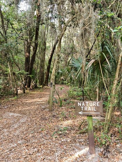 A well worn foot path, covered with fallen leaves winds into a forest of trees, tropical plants and other greenery.