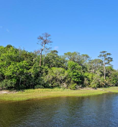 A view from the boat dock back at the nearby shoreline.